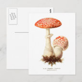 Amanita muscaria briefkaart (Voorkant / Achterkant)