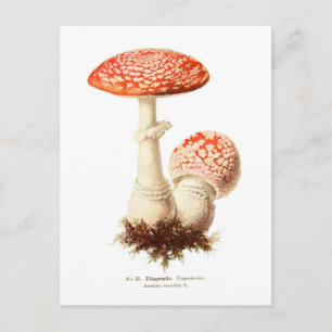 Amanita muscaria briefkaart