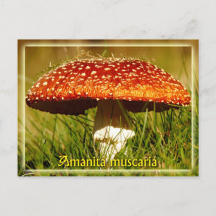 Amanita muscaria briefkaart