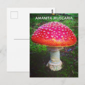 AMANITA MUSCARIA BRIEFKAART (Voorkant / Achterkant)