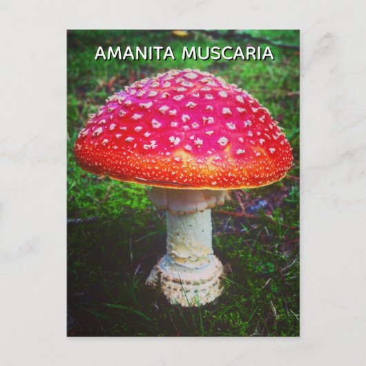 AMANITA MUSCARIA BRIEFKAART (Voorkant)