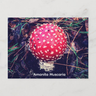 Amanita Muscaria Briefkaart