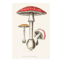 Amanita Muscaria — Illustratie paddenstoel (