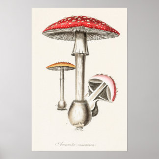 Amanita Muscaria — Illustratie paddenstoel ( Poster