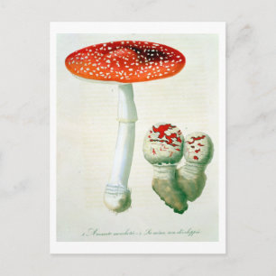 Amanita Muscaria uit 'Phytographie Medicale' door  Briefkaart