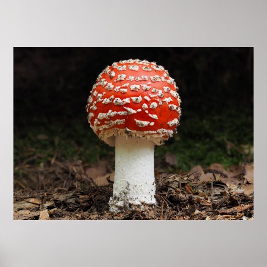 Amanita muscaria var. aureola (Fly Agaric) Poster (Voorkant)