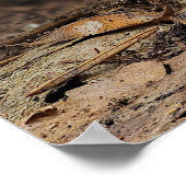 Amanita muscaria var. aureola (Fly Agaric) Poster (Hoek)