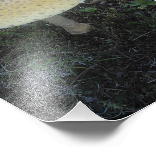 Amanita Muscaria var. Formosa - 01 Foto Afdruk (Hoek)