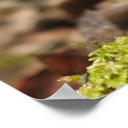 Amanita Mushroom Poster (Hoek)