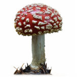 Amanita Mushroom Staand Fotobeeldje<br><div class="desc">Amanita Muscaria uit de zuidkust van Oregon aan het einde van de herfst.</div>