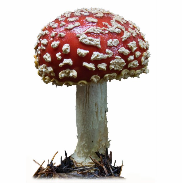 Amanita Mushroom Staand Fotobeeldje (Voorkant)
