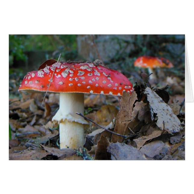 Amanita Mushrooms Blank Kaart (Voorkant Horizontaal)