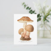 Amanita pustulata briefkaart (Staand voorkant)