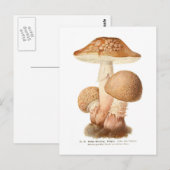 Amanita pustulata briefkaart (Voorkant / Achterkant)