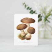 Amanita umbrina briefkaart (Staand voorkant)