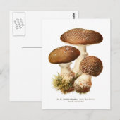 Amanita umbrina briefkaart (Voorkant / Achterkant)