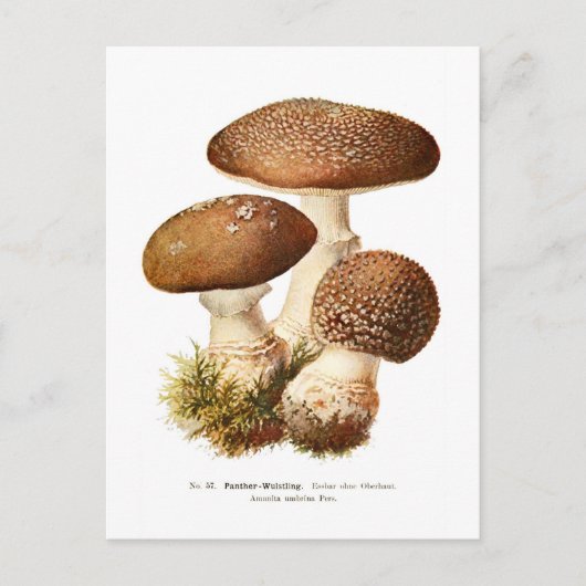 Amanita umbrina briefkaart (Voorkant)