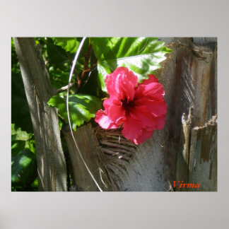 Amapola enamorada del palmar poster