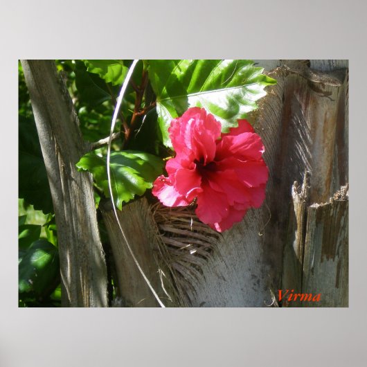 Amapola enamorada del palmar poster (Voorkant)