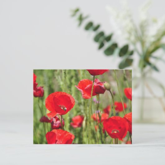 Amapolas Briefkaart (Staand voorkant)