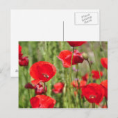 Amapolas Briefkaart (Voorkant / Achterkant)