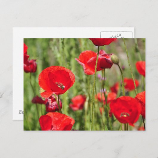 Amapolas Briefkaart (Voorkant / Achterkant)