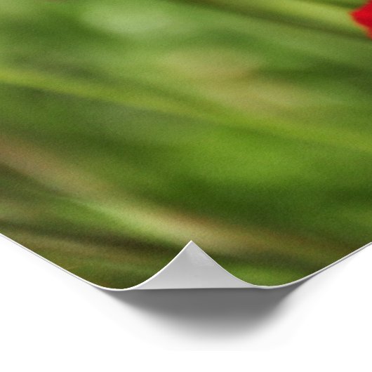 Amapolas Poster (Hoek)