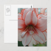  Amarylis Briefkaart (Voorkant / Achterkant)