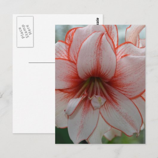 Amarylis Briefkaart (Voorkant / Achterkant)