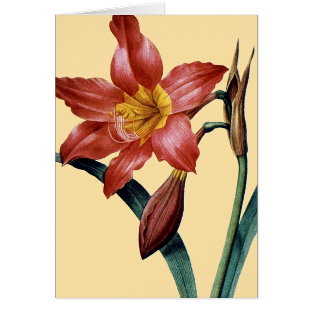 Amaryllis (Voorkant)
