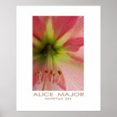 Amaryllis 234 poster (Voorkant)
