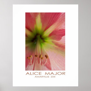 Amaryllis 234 poster