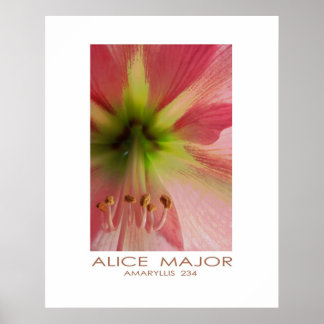 Amaryllis 234 poster