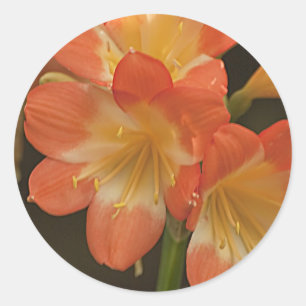 Amaryllis 2 ronde sticker