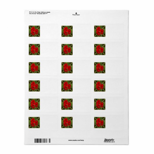 Amaryllis adreslabels etiket (Full Sheet)