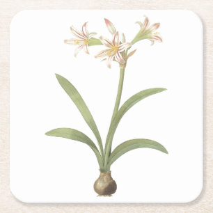 amaryllis (Amaryllis vittata) van Redouté Kartonnen Onderzetters
