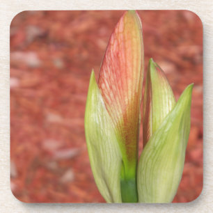 Amaryllis Appelbloesembloemknop Drankjes Onderzetter
