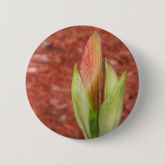 Amaryllis Appelbloesembloemknop Ronde Button 5,7 Cm (Voorkant)