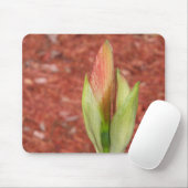 Amaryllis Apple Blossom flower buisje Muismat (Met muis)