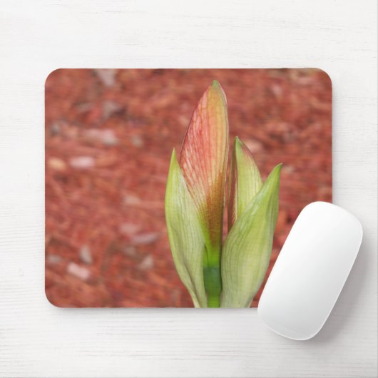 Amaryllis Apple Blossom flower buisje Muismat (Met muis)