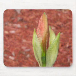Amaryllis Apple Blossom flower buisje Muismat