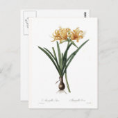 Amaryllis aurea briefkaart (Voorkant / Achterkant)