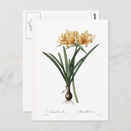 Amaryllis aurea briefkaart (Voorkant / Achterkant)
