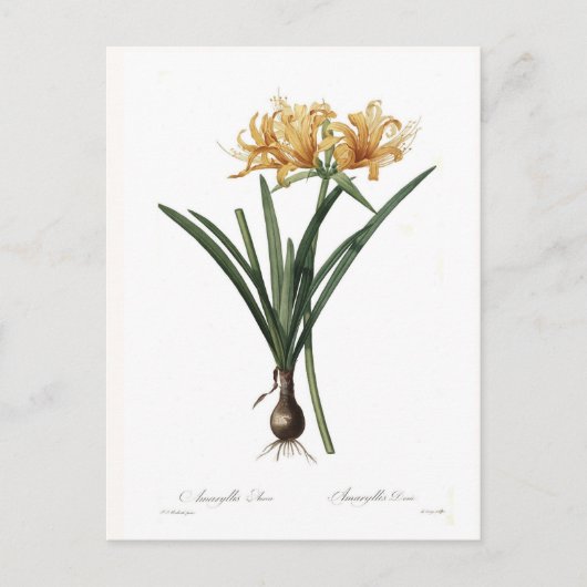 Amaryllis aurea briefkaart (Voorkant)