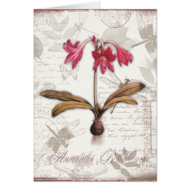 Amaryllis Belladonna (Voorkant)