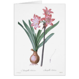 Amaryllis belladonna