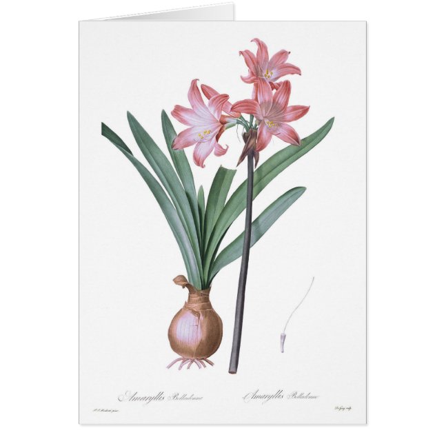 Amaryllis belladonna (Voorkant)