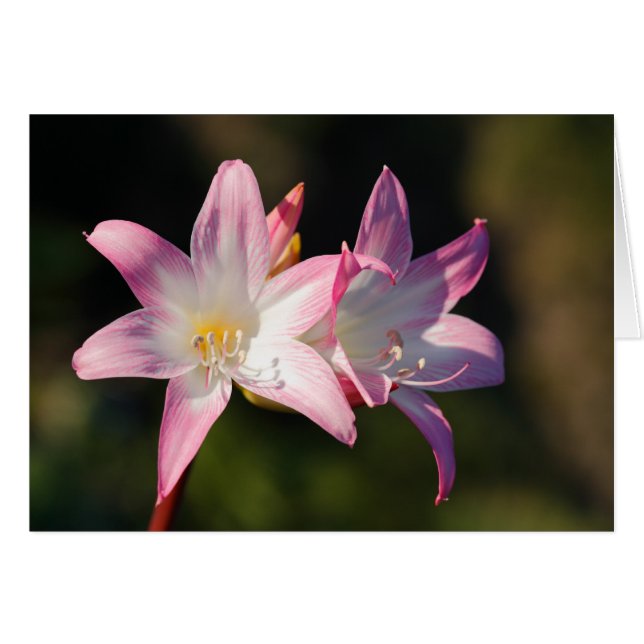 Amaryllis belladonna (Voorkant Horizontaal)