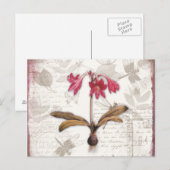Amaryllis Belladonna Briefkaart (Voorkant / Achterkant)