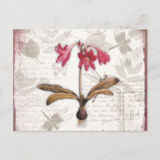 Amaryllis Belladonna Briefkaart
